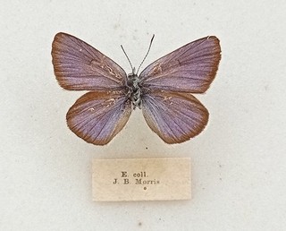 MAZERINE BLUE FROM OLD BRITISH COLLECTION NO COLLECTING DATA EX J B MORRIS COLL