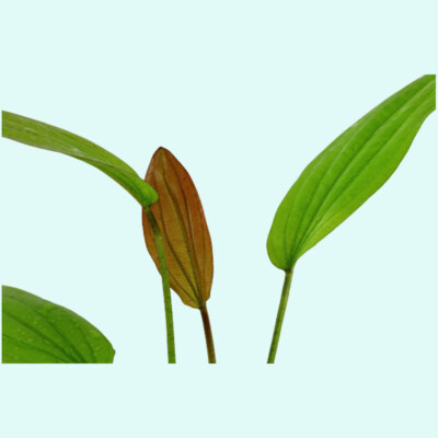BUY 2 GET 1 FREE Amazon Sword (Red Rose) Small Aquarium Plants