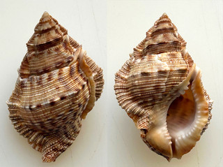 Conchiglia Shell : bursina margaritula good size