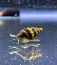 Assassin Snails   Healthy, Home-Raised, Pest Control Pros     