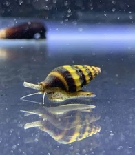 🐌💥 5 Assassin Snails – Healthy, Home-Raised, Pest Control Pros 💥🐌