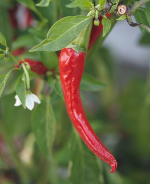 Thumbnail - Bio-gemüse-ratgeber Andrea Heistinger