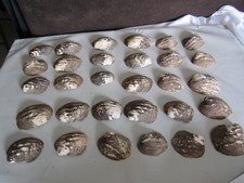 Set of 30 Old Stock Mother of Pearl Unpolished White Mussel Shells 5.5 Pounds 