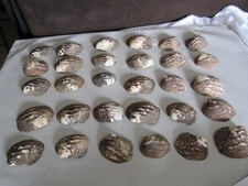 Set of 30 Old Stock Mother of Pearl Unpolished White Mussel Shells 5.5 Pounds 