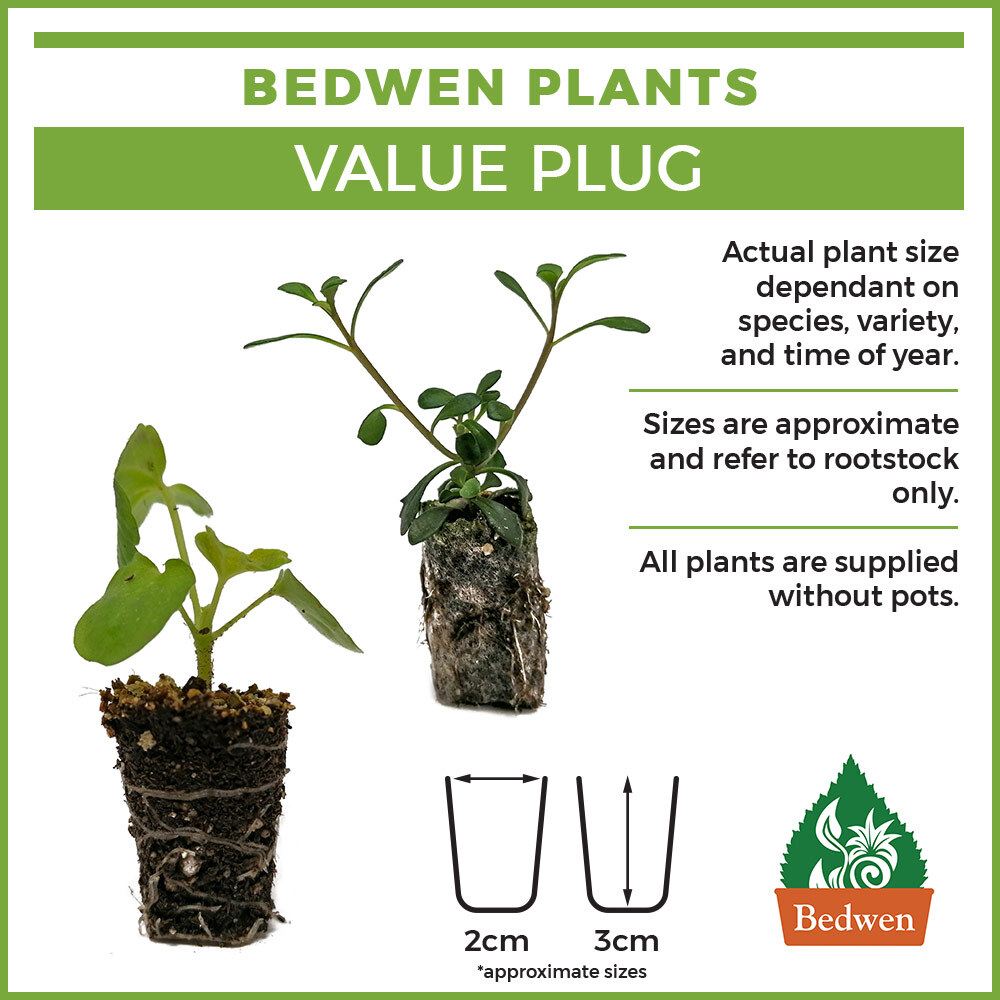 Cherry Tomato 'Veranda Red'. Plug Plant x 5. Grow your own tomatoes