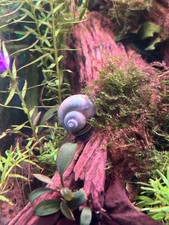 Mystery Snail Tank-Raised US SELLER FedEx Priority Overnight Shipping