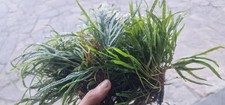 Microsorum  Pteropus Trident 2 Plant /2 Rhizome7cm 10/15leaf