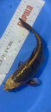 11-inch Ki Matsuba Koi, Black Swamp Koi Farms