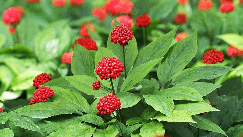 Semilla de ginseng americano estratificada de Wisconsin Foto 3 de 3