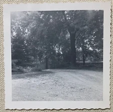 Vintage Photo 1950s Yard Trees Driveway Scalloped Edge Black & White 3.5"x3.5"