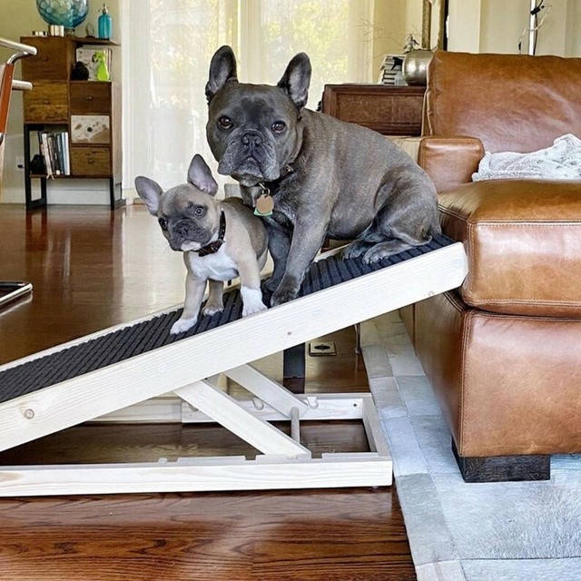 frenchie ramp