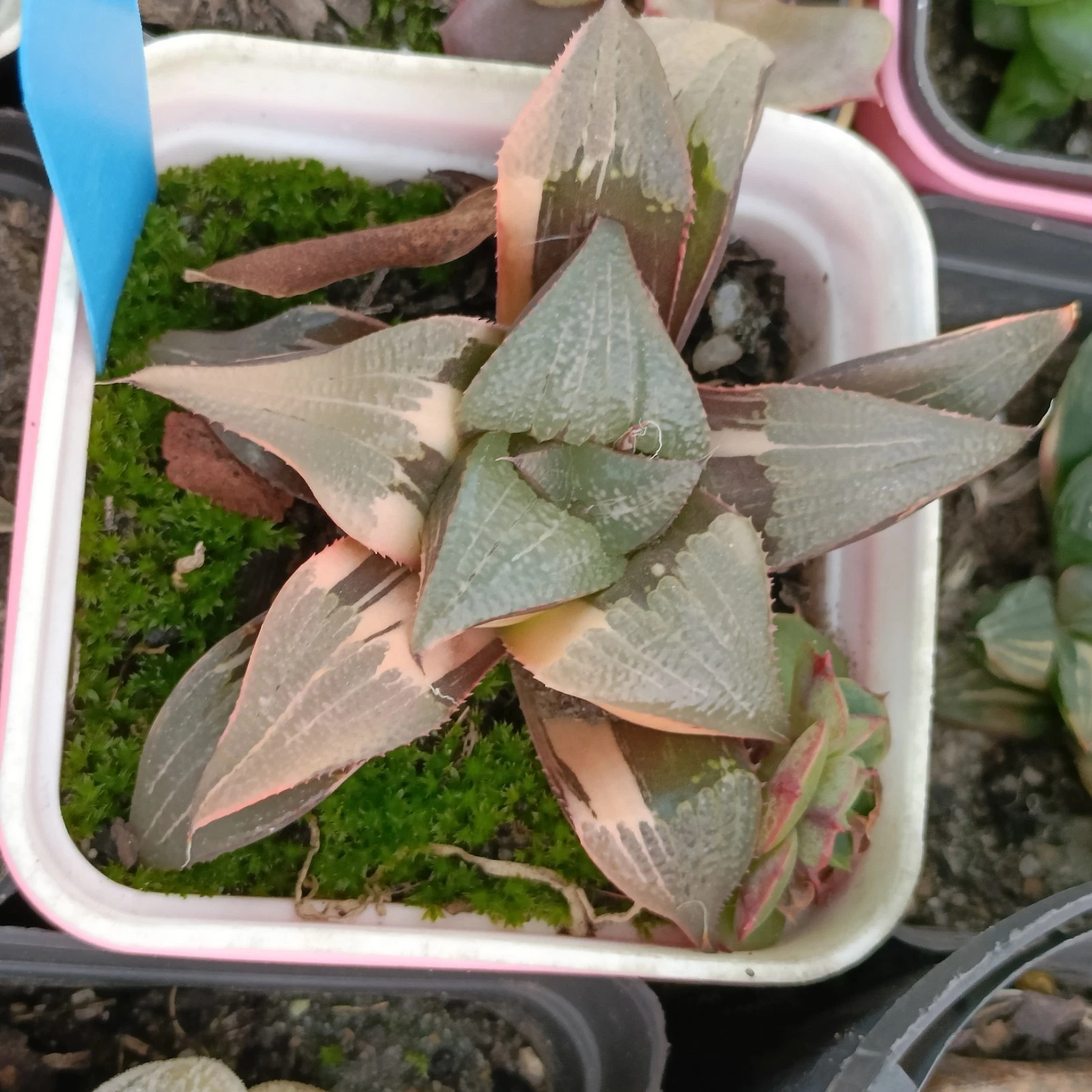 1✘ Haworthia Badia " Aluminium Star " VariegatedRare Succulent Plant
Opens in a new window or tab
