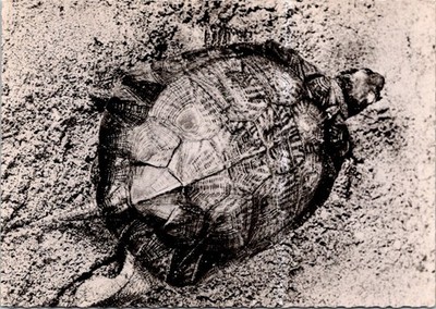 (1226) 12-7-2025 - France (older b/w) Madagascar Tortoise / Tortue Rayonnée
