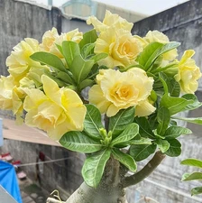 Double-Yellow Desert Rose Starter Plant - Ship No Pot - Adenium Obesum Plant