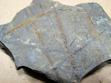 Bornholm DK Gesteinsammlung Pedersker Graptolithen Schiefer 125K80