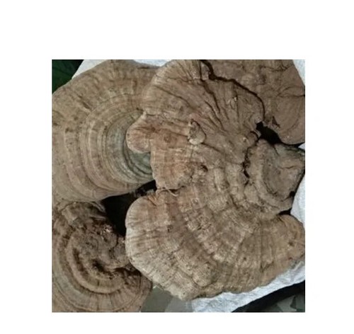 Healthy Ganoderma Applanatum Tea High Quality Lingzhi 50g - Picture 3 of 6