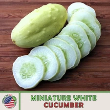 10 Miniature Mini White Cucumber Seeds, Heirloom, Non-GMO, Florida Grown