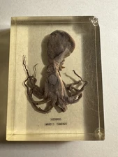 Octopus Animal Specimen Clear Lucite Square-chipped Corner Education/paperweight