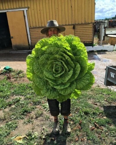GIANT LETTUCE SEEDS + FREE