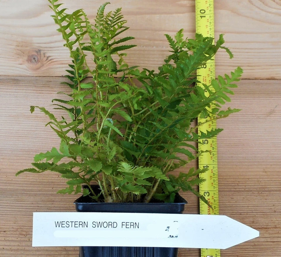 Western Sword Ferns (Polystichum Munitum) - Large 3.5 inch potted plants - Image 4 of 4