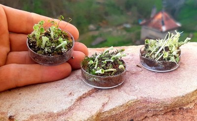 Pixie Cups Tiny Landschaft 3er Set lebende Moos Flechten 3,5cm Diorama Bonsai