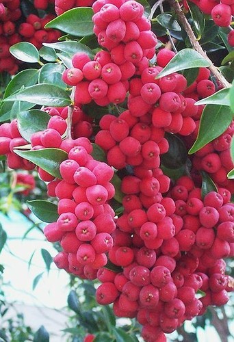 LARGE NATIVE BUSH TUCKER PLANT PACK-9 X PLANTS-BUSH FOOD-RARE FRUIT TREE PACK - Picture 3 of 15