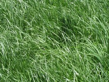 20 lb. Contractor Blend Kentucky 31 Ryegrass Lawn Grass Seed