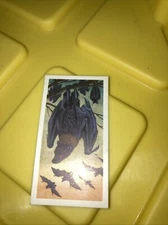 Vintage Trading Card Brooke Bond Tea Asian Wild Life No 9 Malay Fruit Bat
