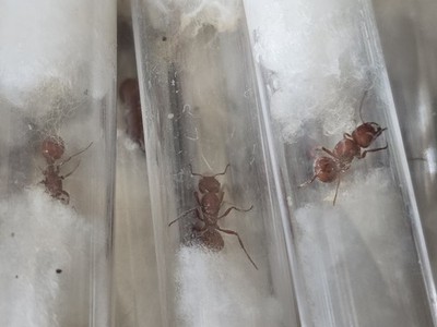 Pogonomyrmex Barbatus Queen With Brood Red Harvester Ant Feeder Food