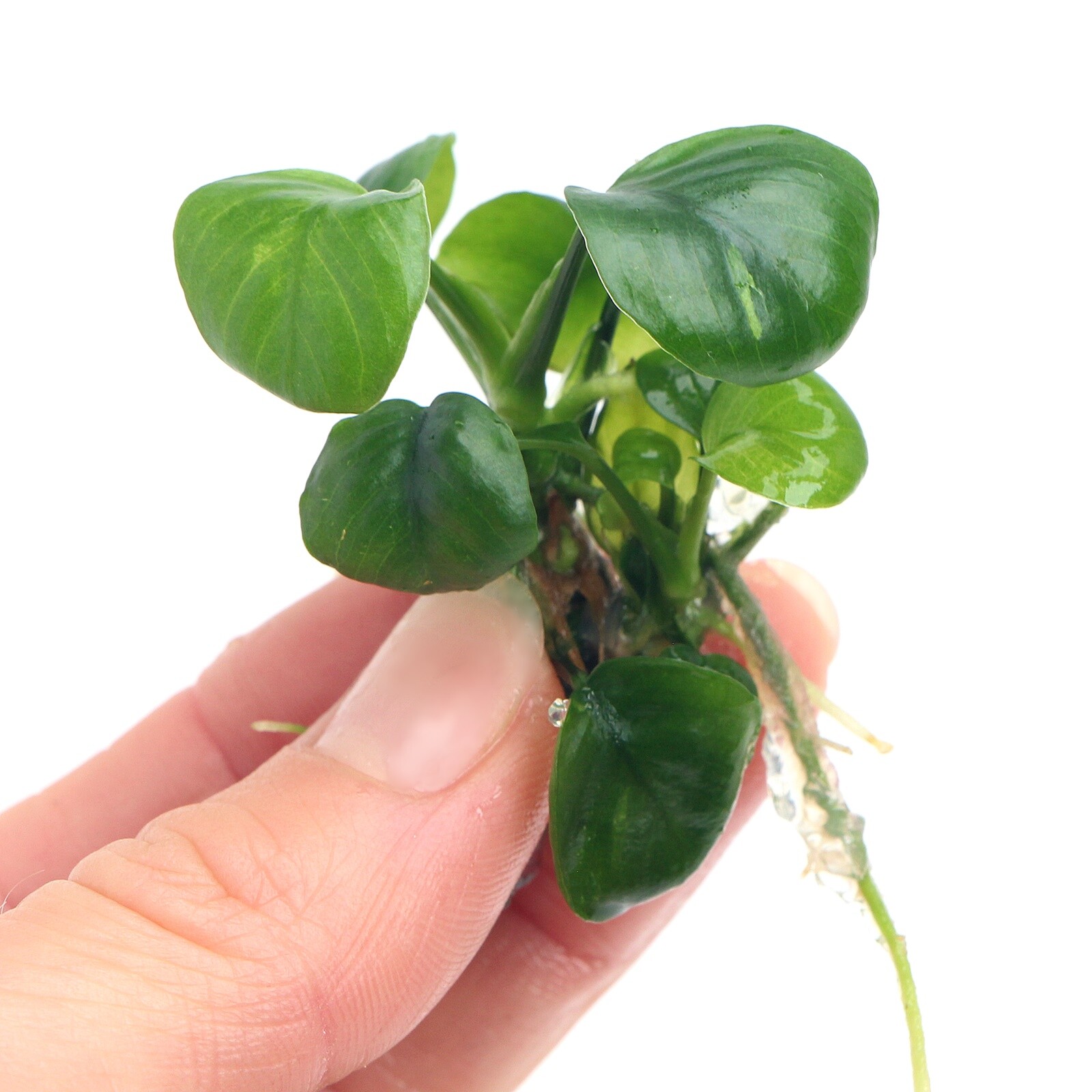 Anubias Nangi In Vitro Live Aquarium Plants Tropical K2AQUA