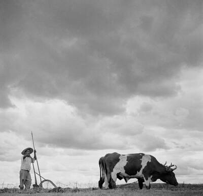 Michoacan Mexico Rancher posing his oxen as he plows a field M- 1952 Old Photo