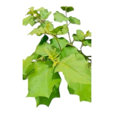 Fèy Zanmoret Sèch / Turkey Berry Dry Herbs