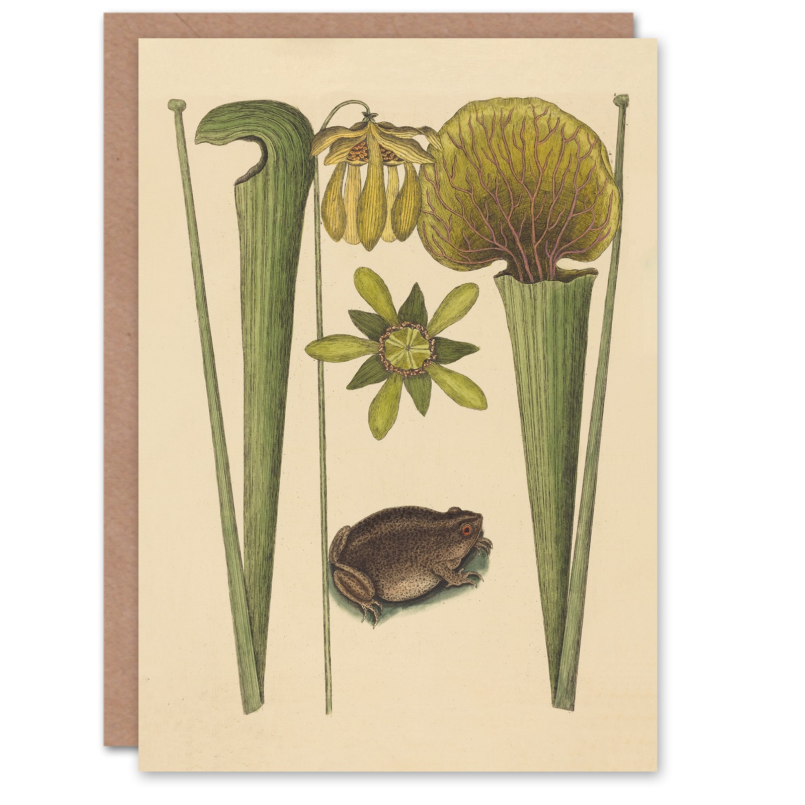 Catesby Art Card Land Frog and Sarracenia Pitcher Plant Blank Greeting Card