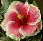 TAHITIAN PINK ANGEL Tropical Hibiscus -- Plant in 4.5" pot — photo 1