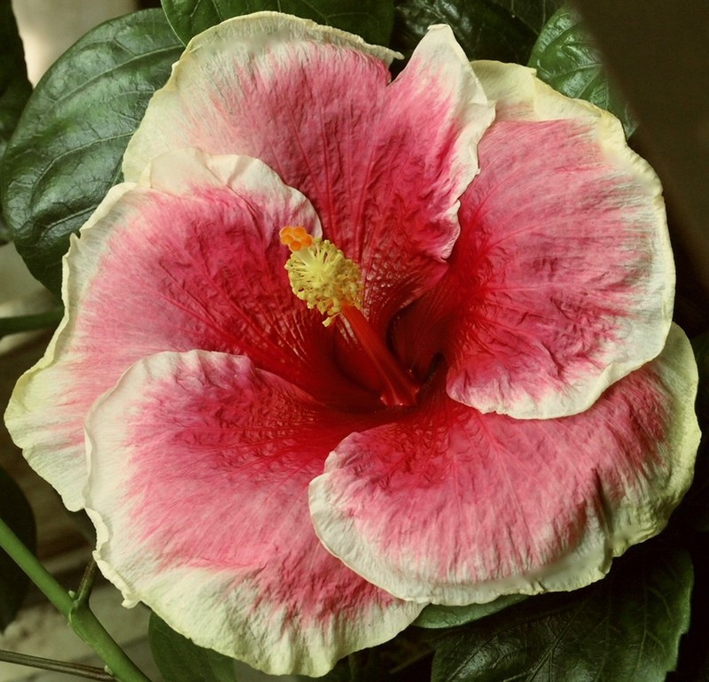 TAHITIAN PINK ANGEL Tropical Hibiscus -- Plant in 4.5" pot