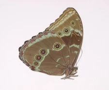 MORPHO HELENOR PELEUS  MALE from VENEZUELA. RARITY