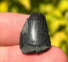 Mosasaur Tooth Fossil Rare 0.75” Cretaceous Age Dinosaur North Carolina