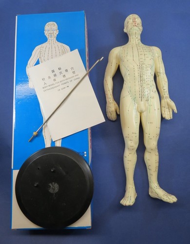 Professionnel Éducatifs Acupuncture 18 " Mâle 46cm Anatomie Médical Modèle - 第 1/2 張圖片