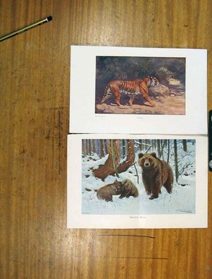Original alter antiker Druck Chromolithographien Brown Beat Cubs Schneefarbe 20.