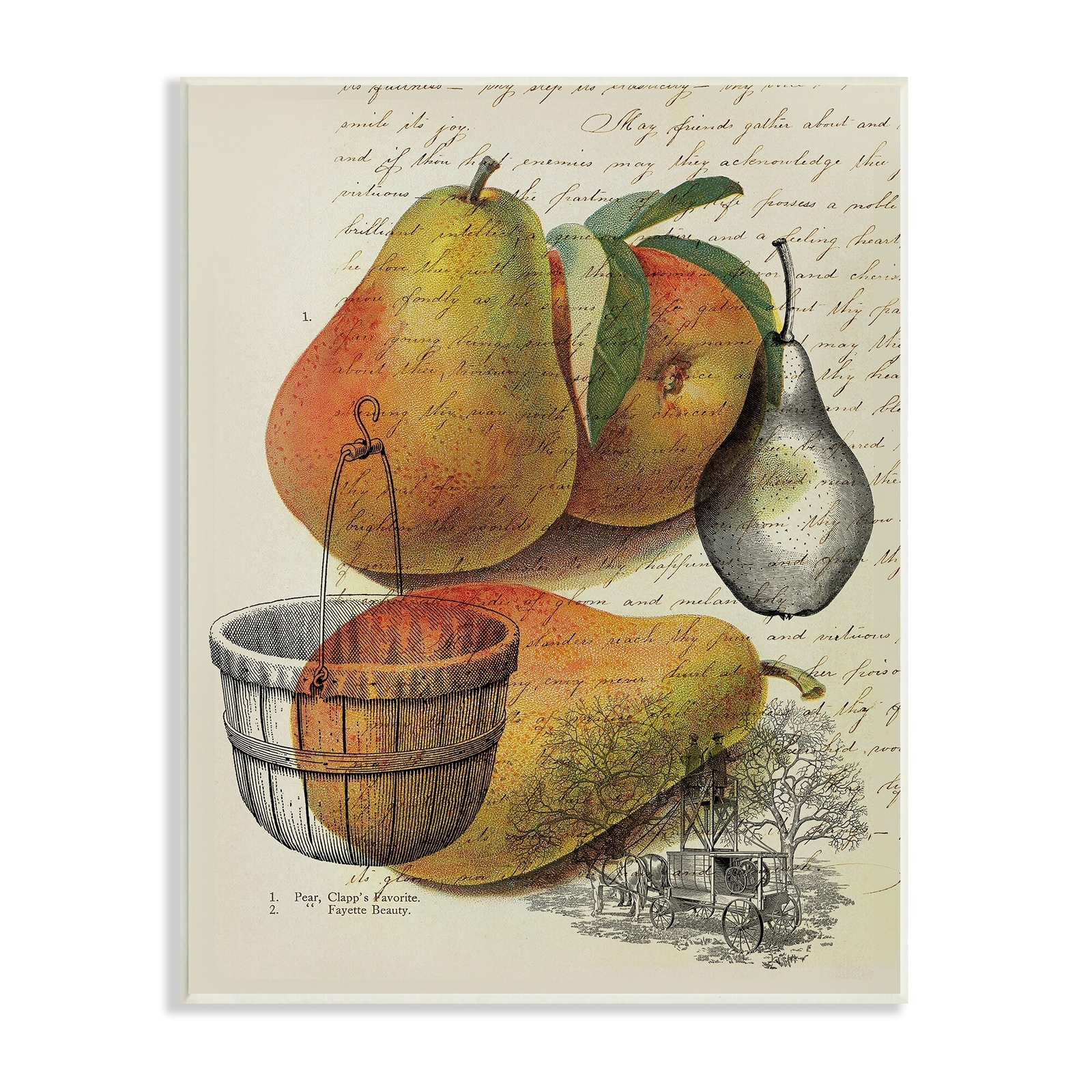 Stupell Pear Fruit Harvest Illustration Vintage Text Passage Wood Wall Art -