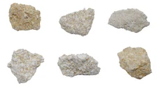 6PK Raw Coquina Rock Specimens, 1" - Geologist Selected - Eisco Labs