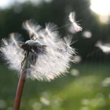 MY WISH (type) Fragrance Oil to craft Candles Soaps Lotions Bath products