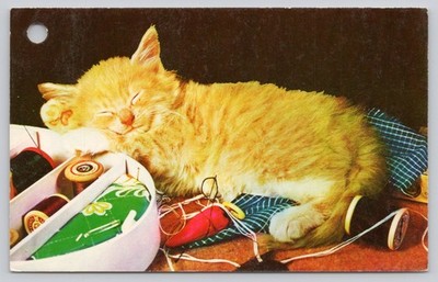 Vintage ''Cat Nap'' Kitten Sleeping Sewing Supplies Postcard Berkeley, CA