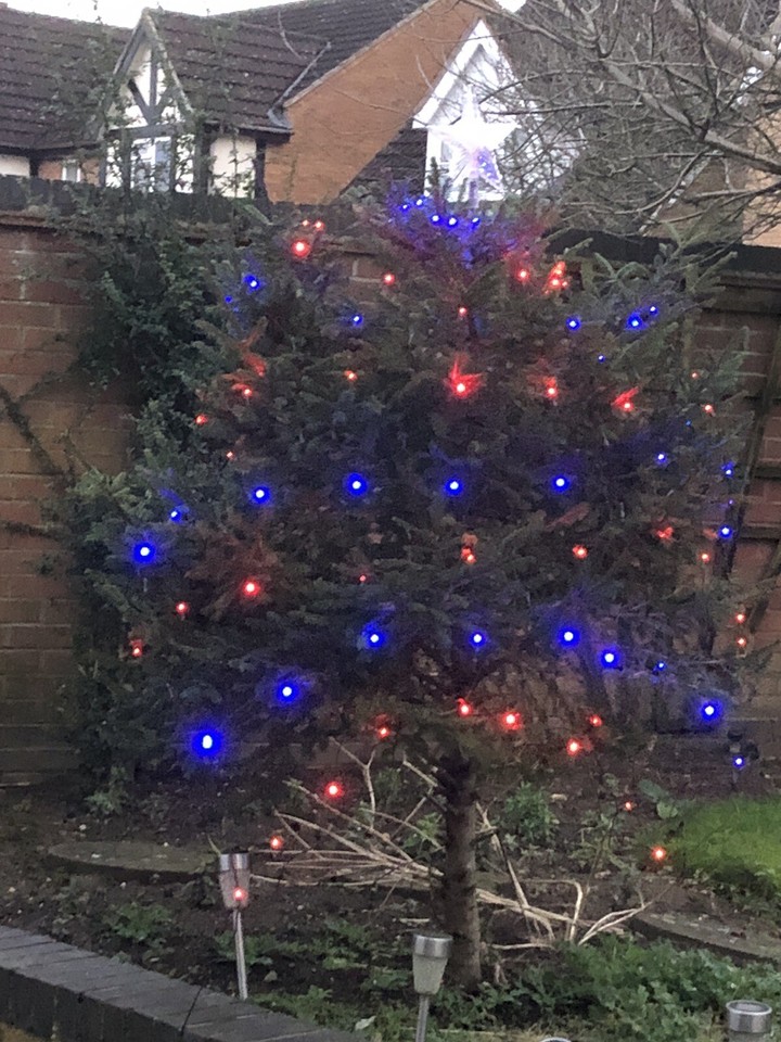 Outdoor Christmas Tree Lights eBay