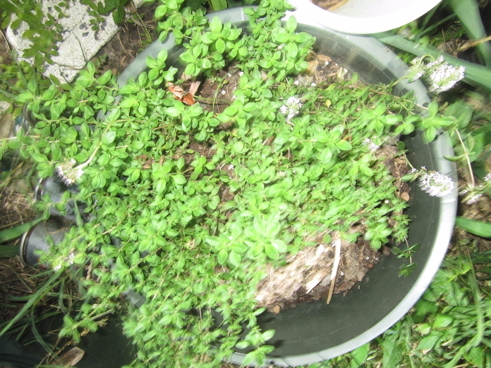 Thyme Plants, OutofContainer eBay