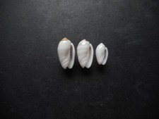 Oliva carneola,set of 3 Gems!