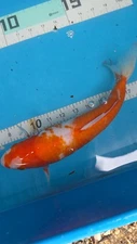 450hp 12in Kohaku Japanese Koi Live Imported KoiGazer