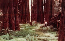 Redwood Forest Northern California Postcard Union 76 oil company 70s