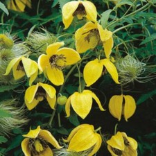 3x PACKS CLEMATIS SEEDS YELLOW BILL MACKENZIE PERENNIAL FLOWER Flowering Cimber