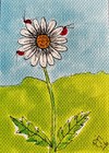 ACEO ‘A Daisy & Ladybugs’ Original Miniature Painting By Outsider PJR Flowers — photo 1